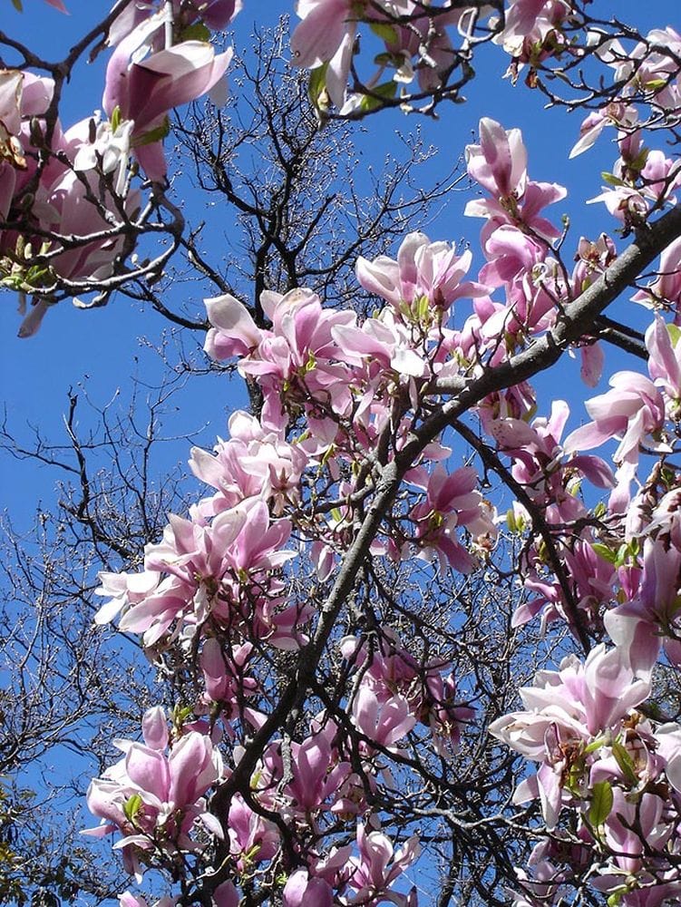 Magnolia soulangiana